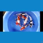 mixs koi 32 37cm