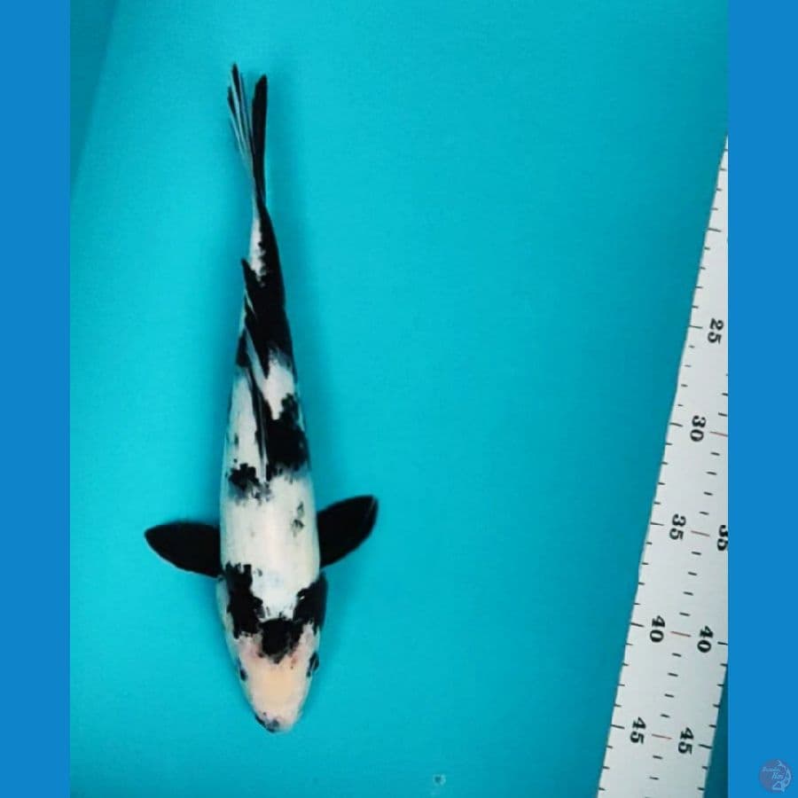shiro 31cm 