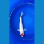 BT.3_TANCO SANKE TATEGOI 33CM BETINA