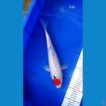 BT.5_ TANCO SANKE 33CM BETINA