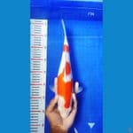 BT.6_KOHAKU 36CM BETINA
