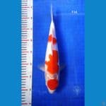 BT.7_ KOHAKU 34CM BETINA