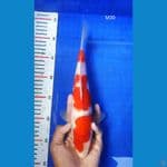 BT.9_KOHAKU 30CM JANTAN