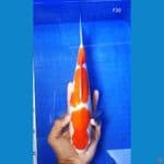 BT.10_KOHAKU 30CM BETINA