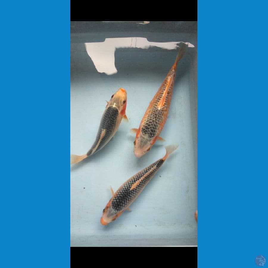 asnawi koi