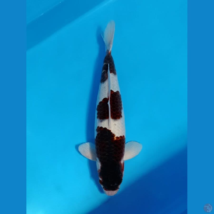 SQ BUDHO GOROMO. 45cm ORYGINAL