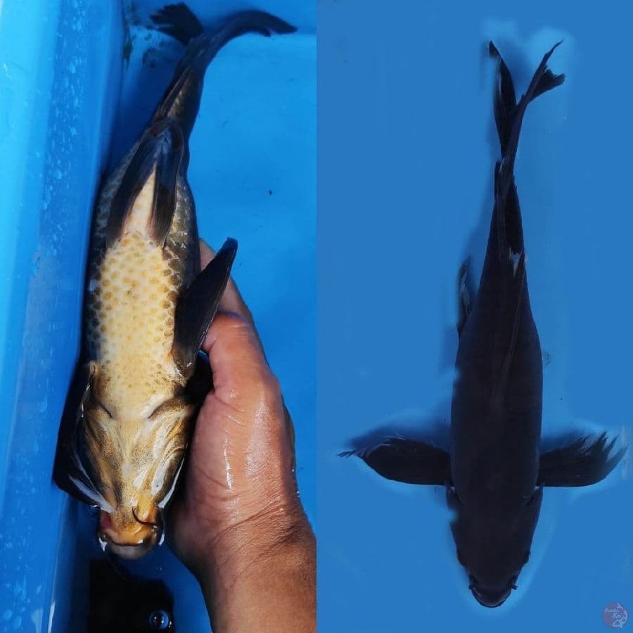 KUMPAY KARASU //35CM