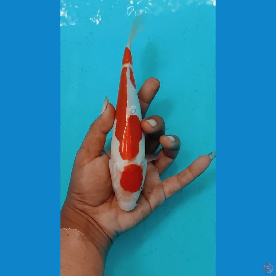 doitshu 23cm