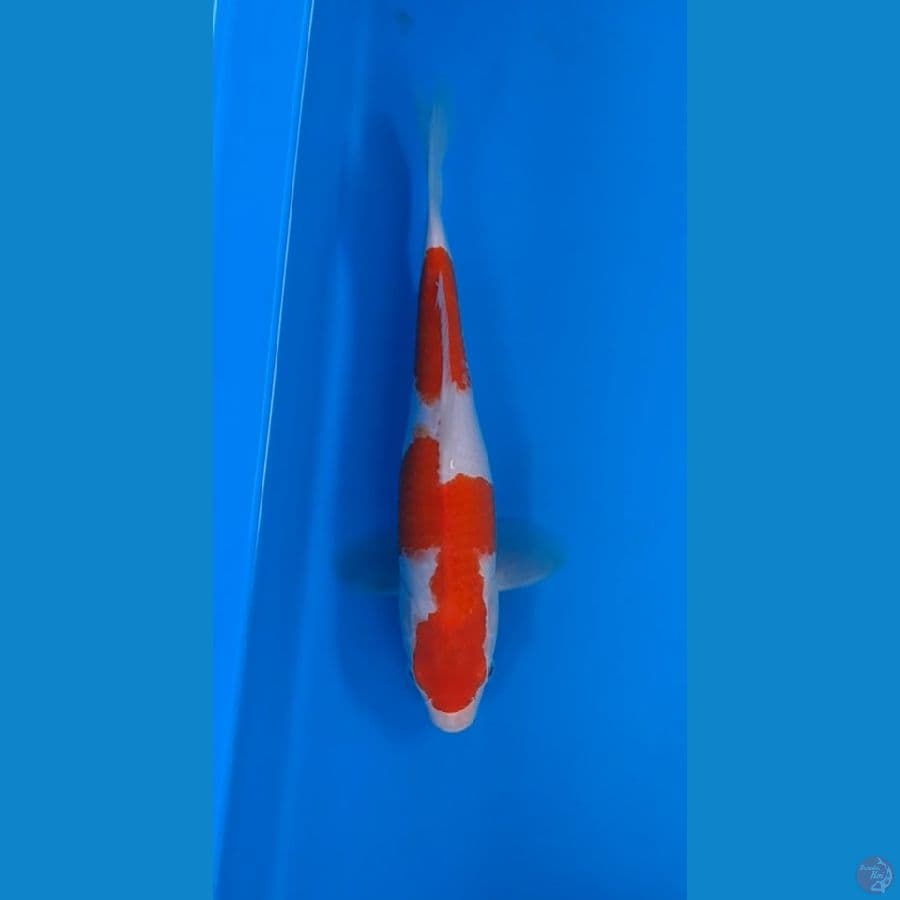 kohaku