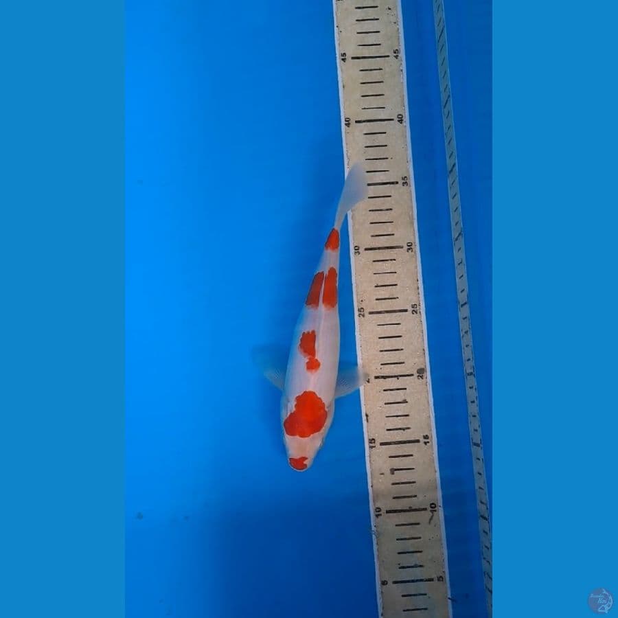kohaku