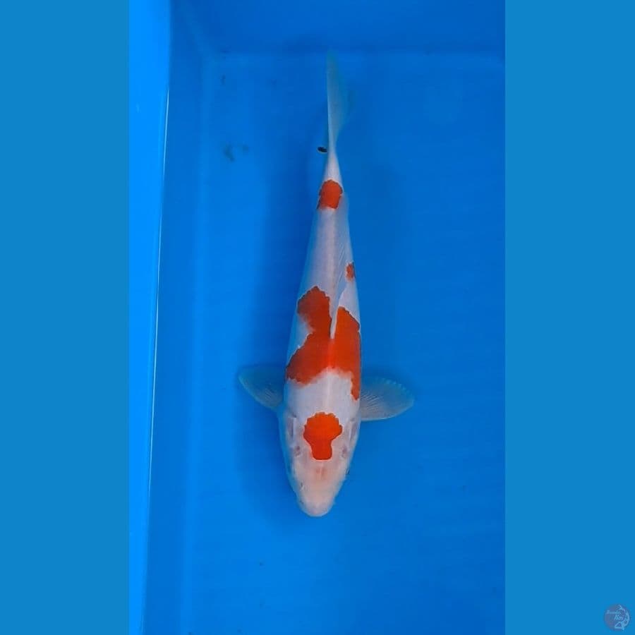 kohaku
