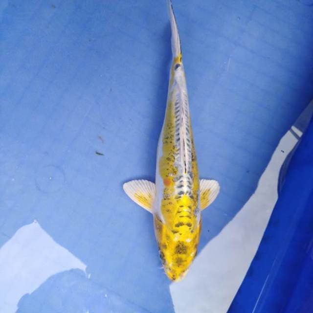 Kin kiko