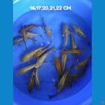 paket 21 ekor ginrin padat HQ 