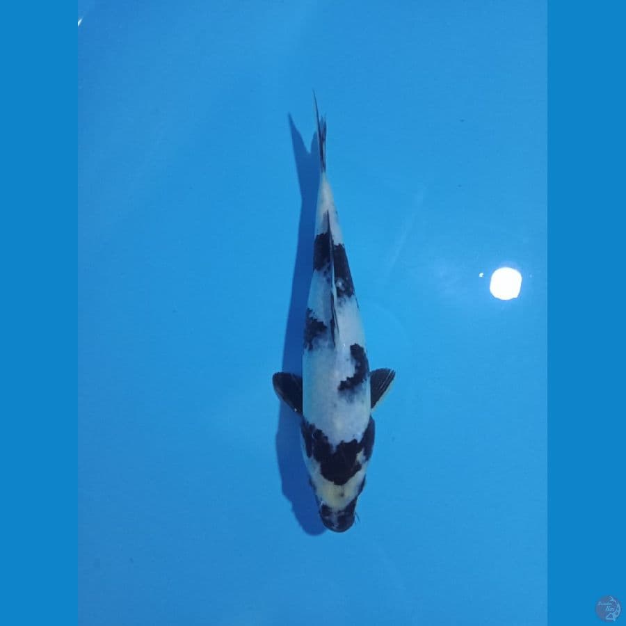 shiro utsuri 26 cm