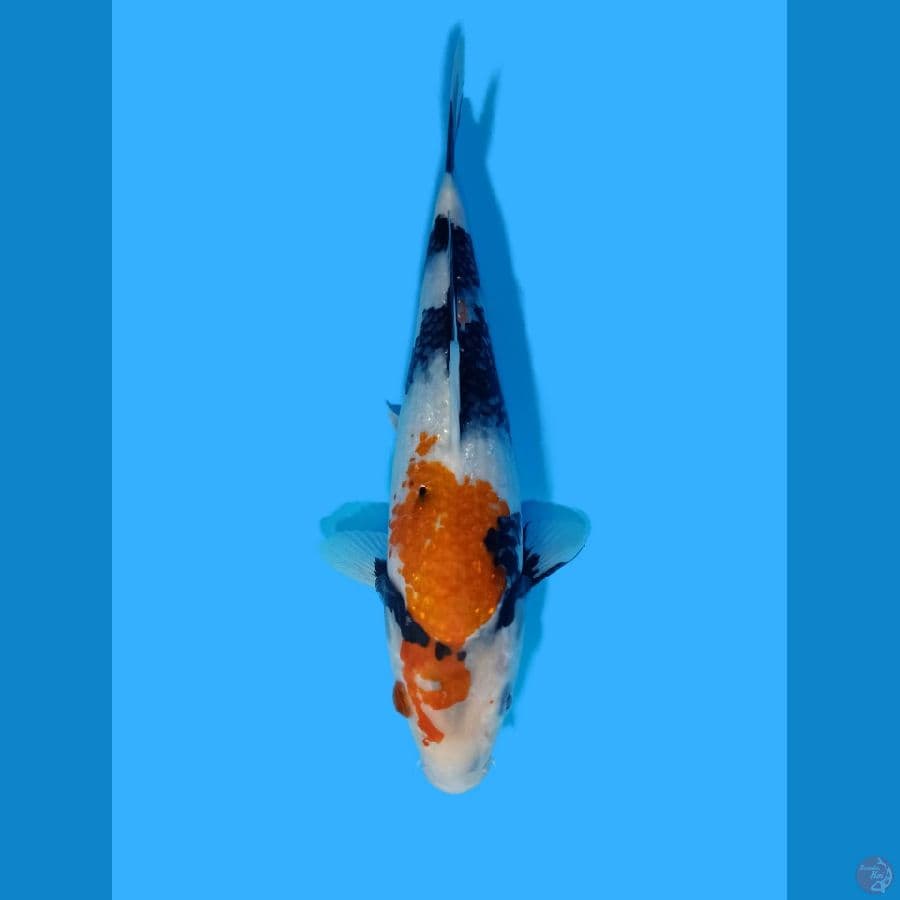 Showa Sanshoku 27CM