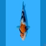 Showa Sanshoku 27CM