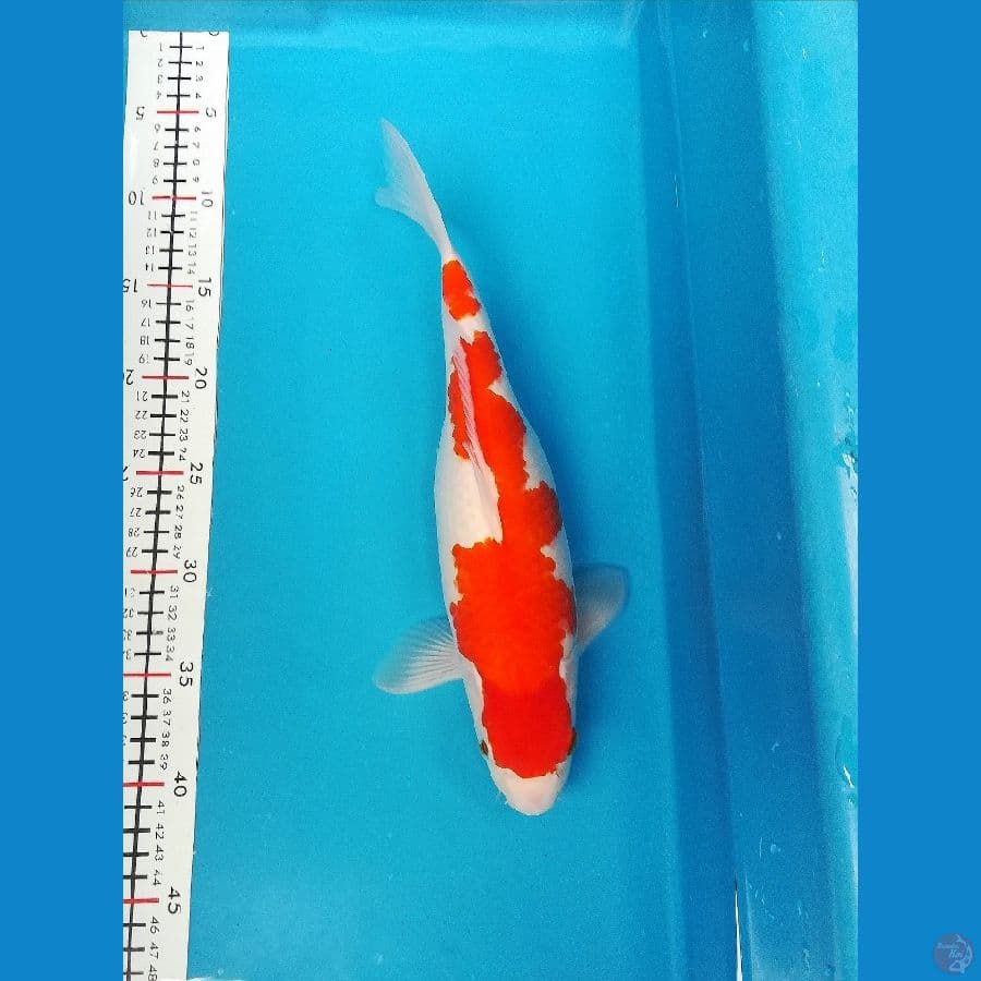 Kohaku