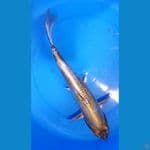 gold kiko 34cm 