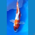 benikiko stroooong 40cm