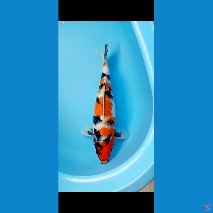 Showa Jumbo