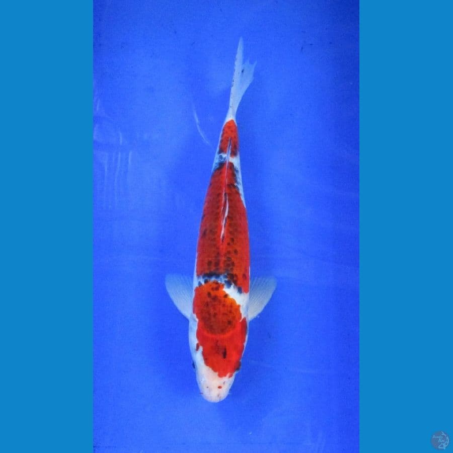 goshiki ±34cm