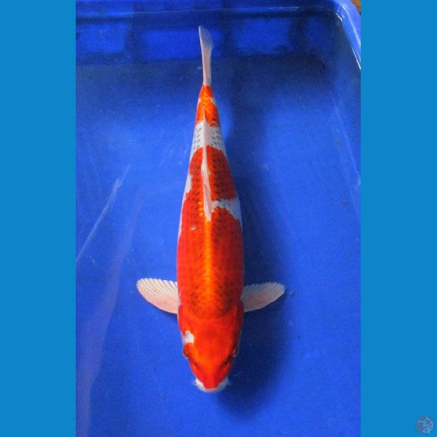kujaku ±40cm