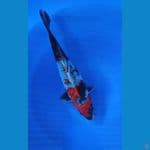 Kage Showa 37cm