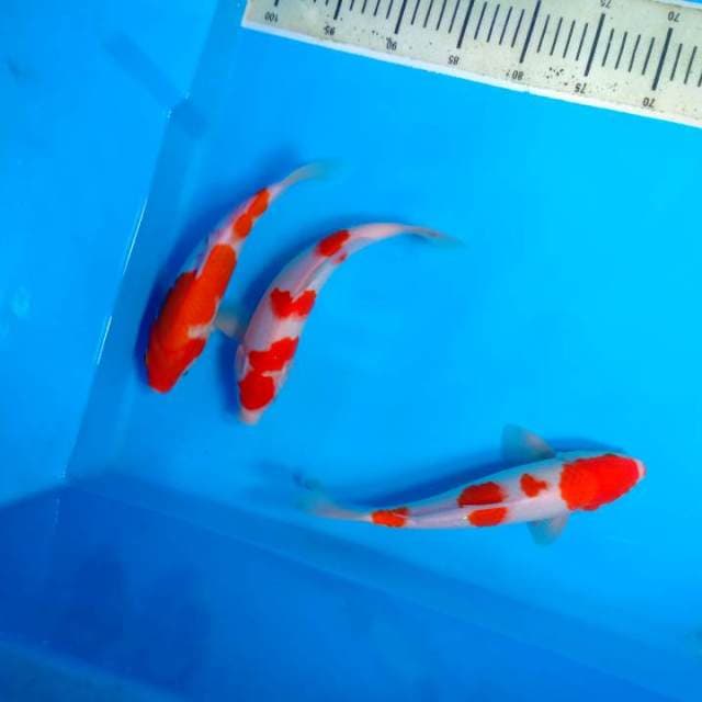 Kohaku 3 ekor