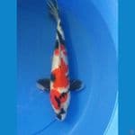 showa 31cm
