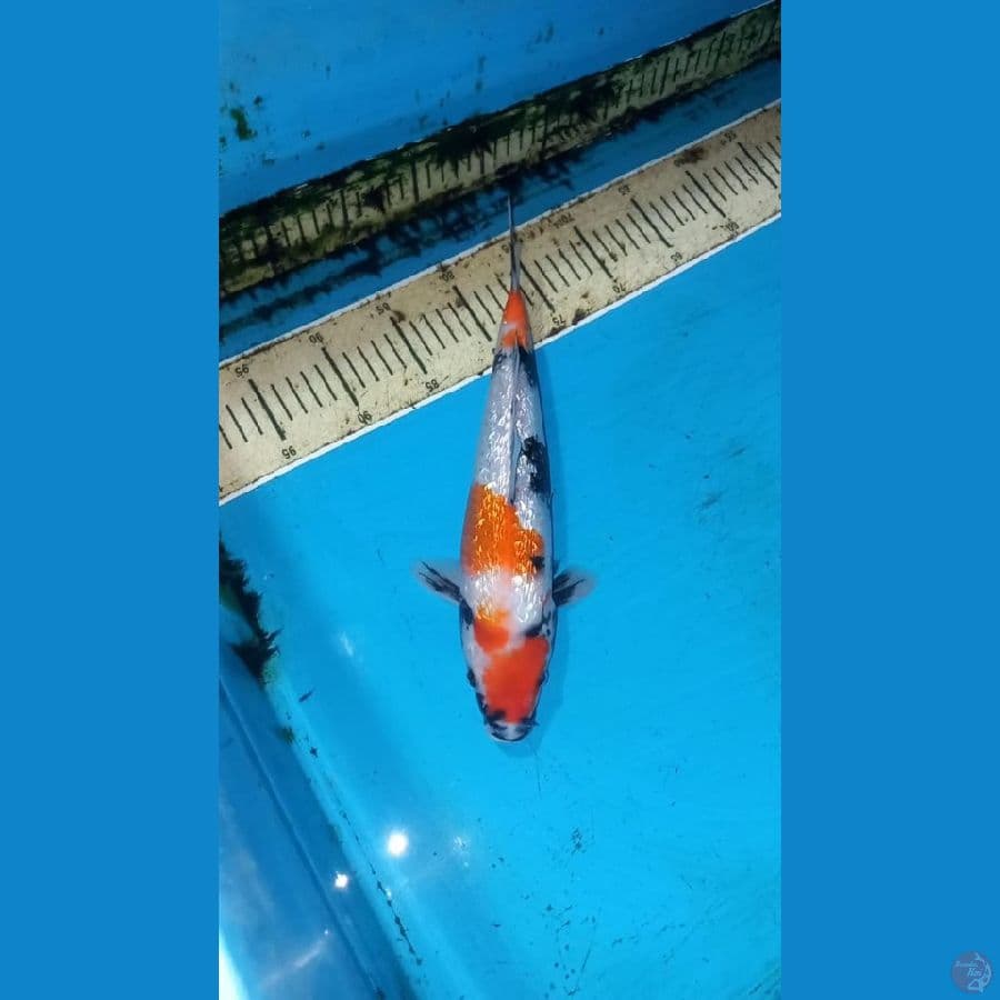 Ginrin showa 32cm