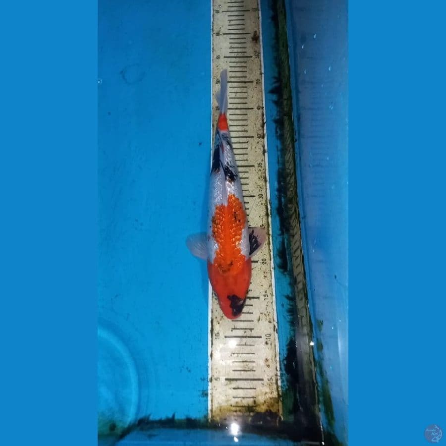 Ginrin showa 35cm