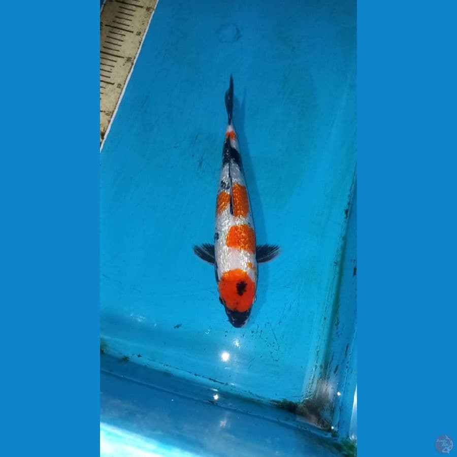 Ginrin showa 35cm