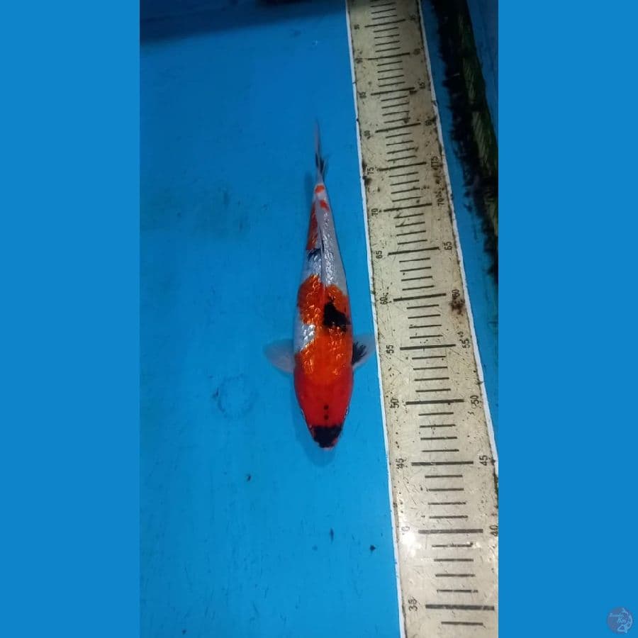 Ginrin showa 32cm