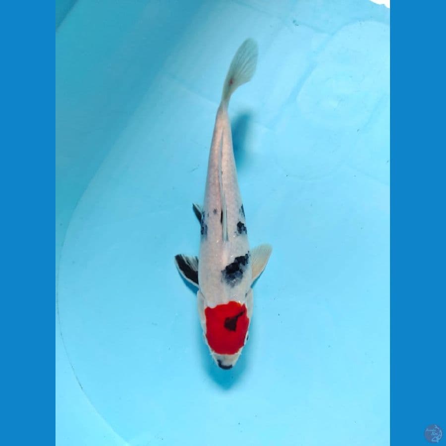 tanco showa male 27cm