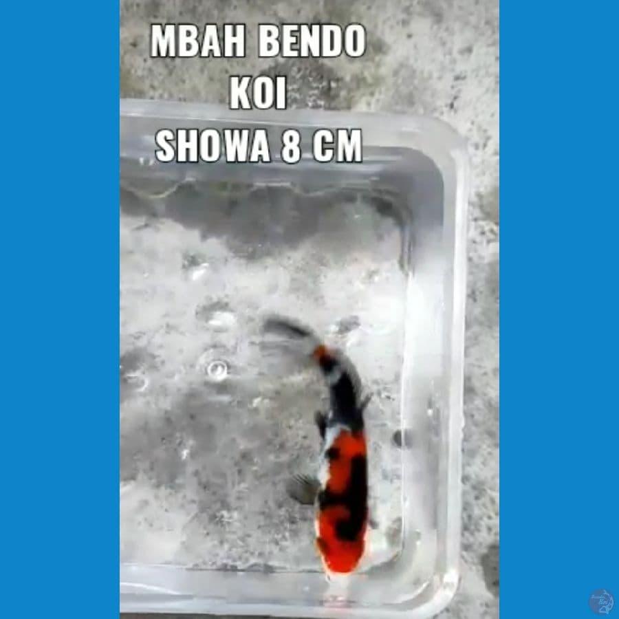 Minion 8 cm
