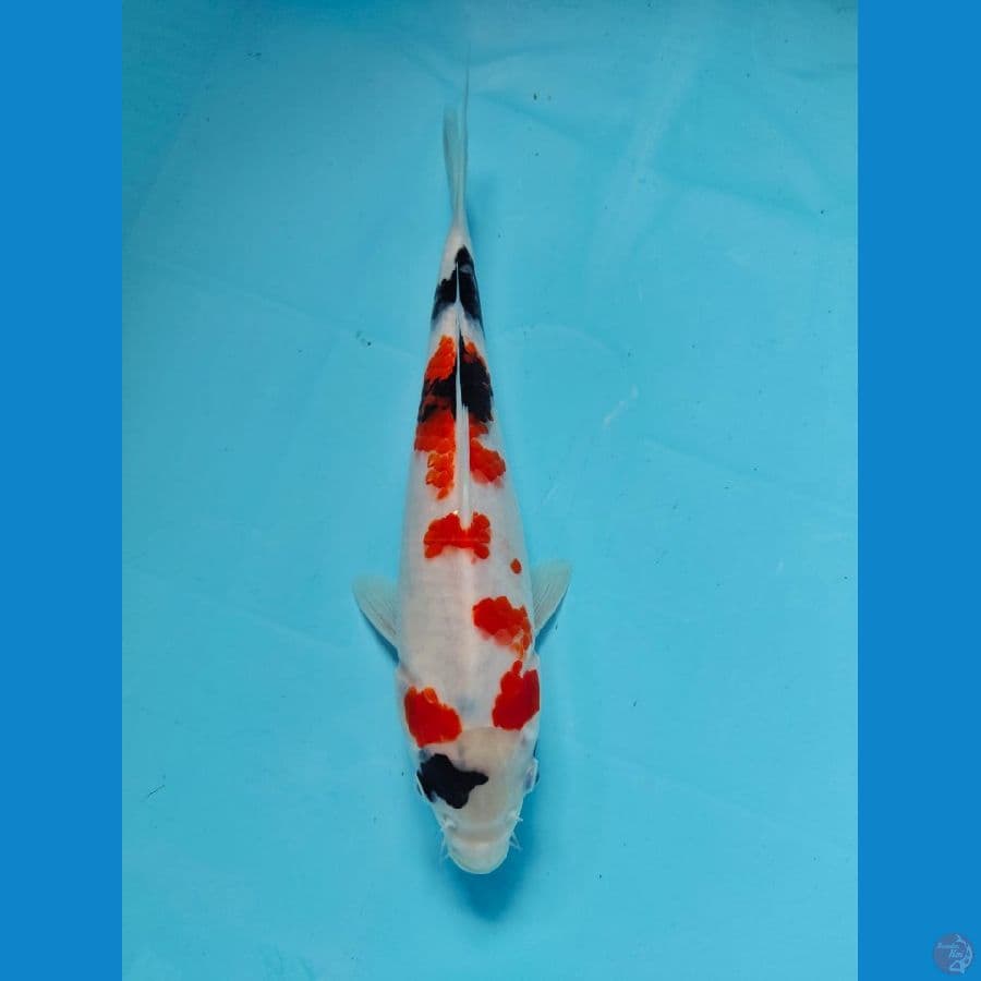 showa 27cm