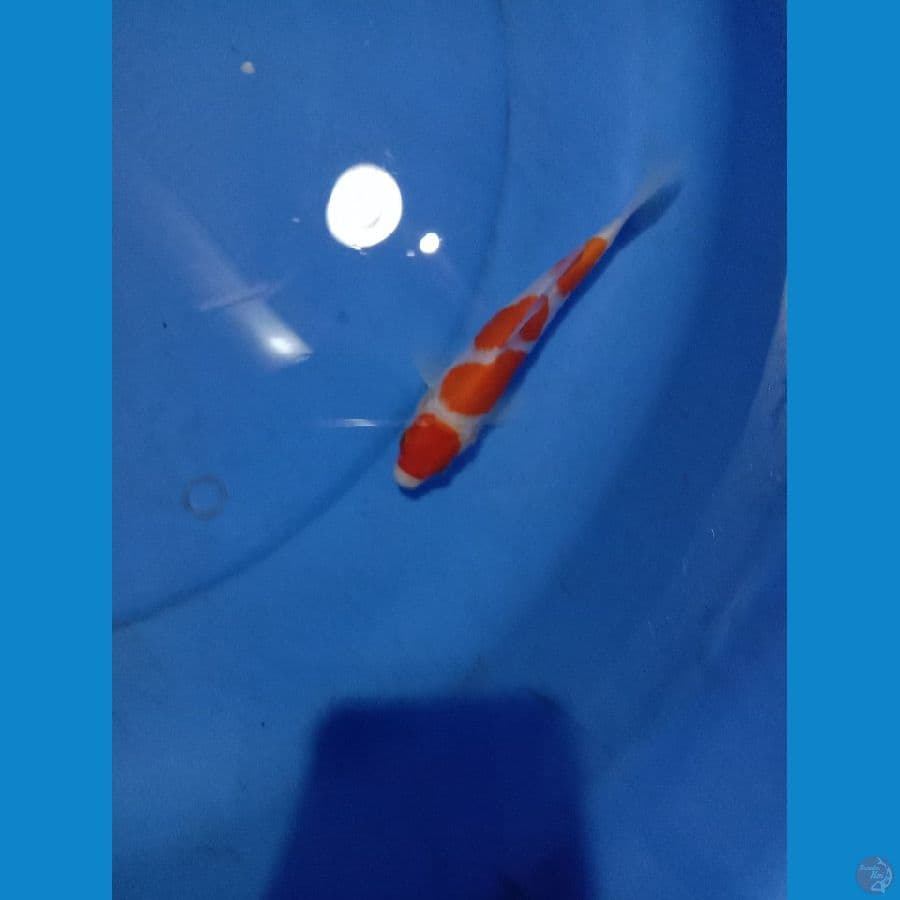 maruten kohaku