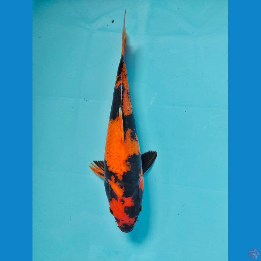 hi showa male 29cm