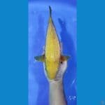 chagoi ginrin 40Bu