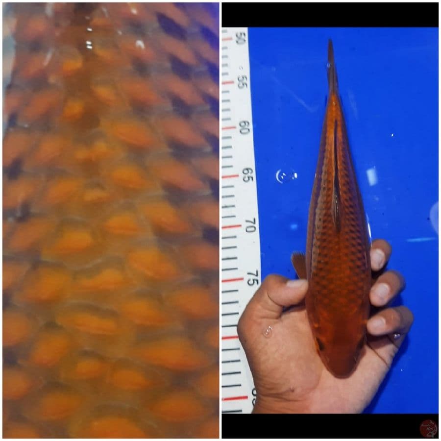CHAGOI SUPER FUKURIN 27cm