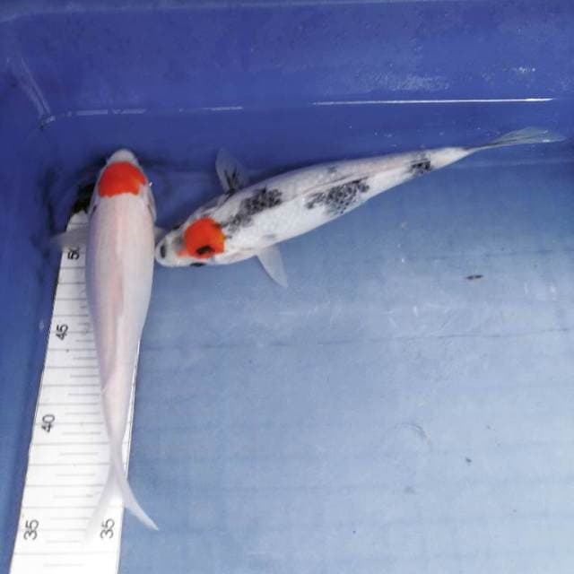 Tc showa & tc kohaku