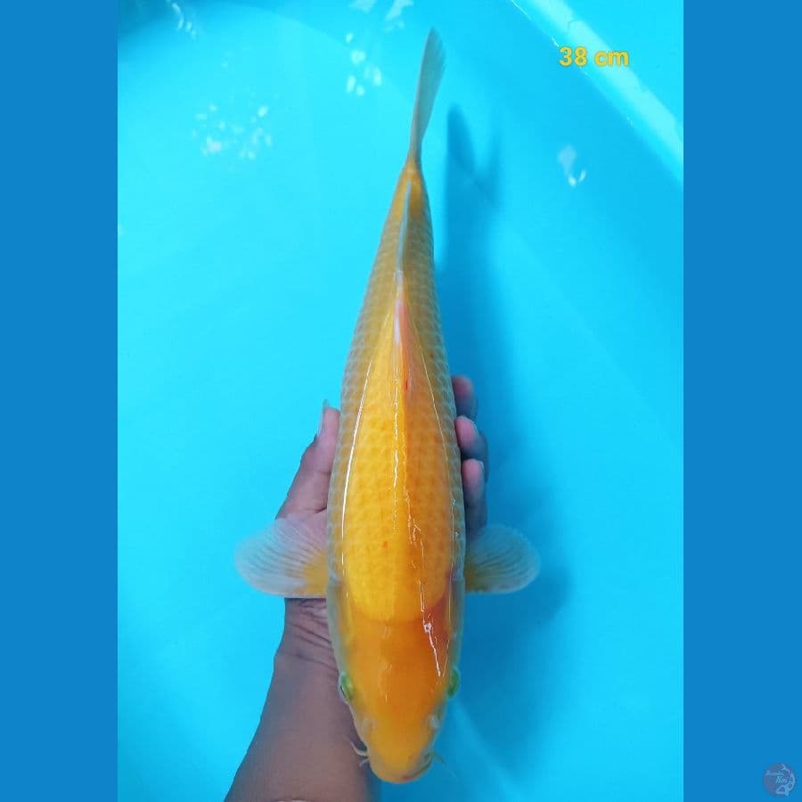 karasi 38 cm