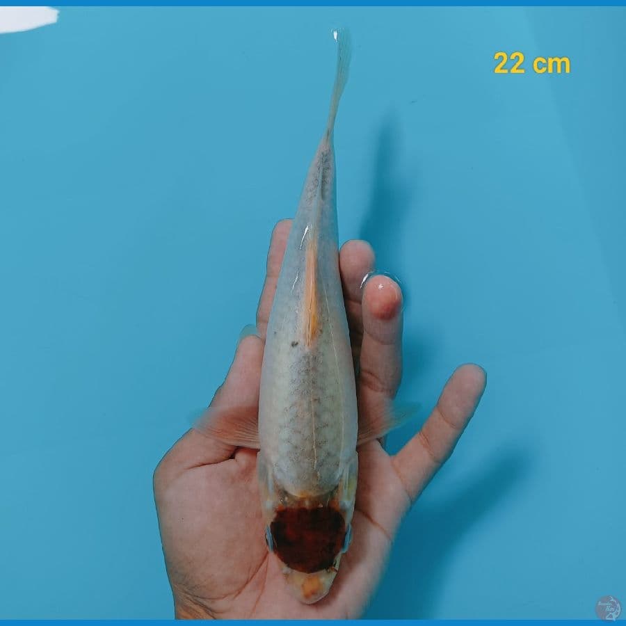 Tancho goromo 22 cm