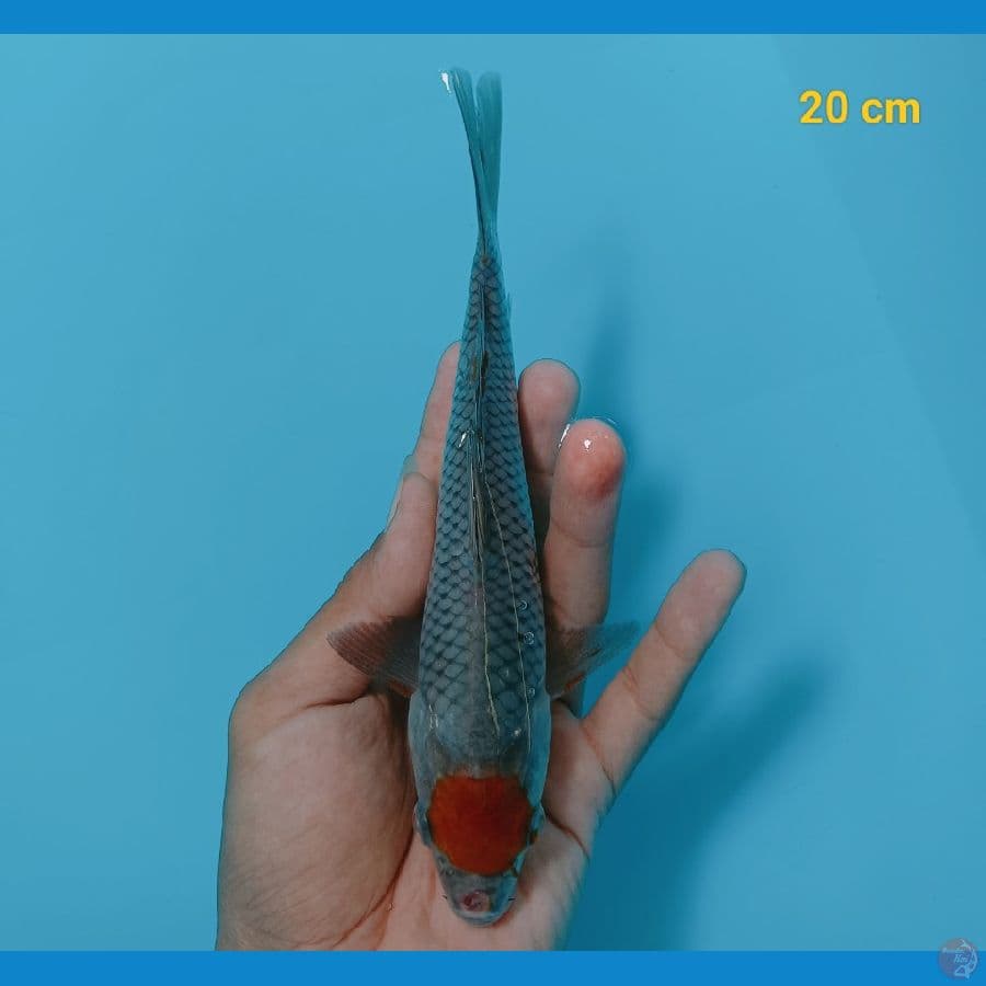 Tancho ochiba 20 cm