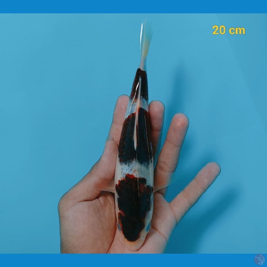Goromo 20 cm