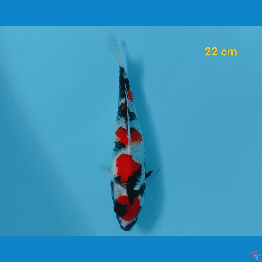 maruten 22 cm