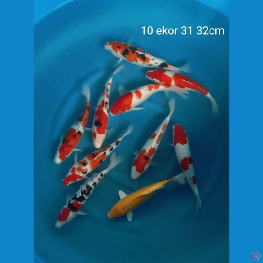 10 ekor mix jos 31 32cm