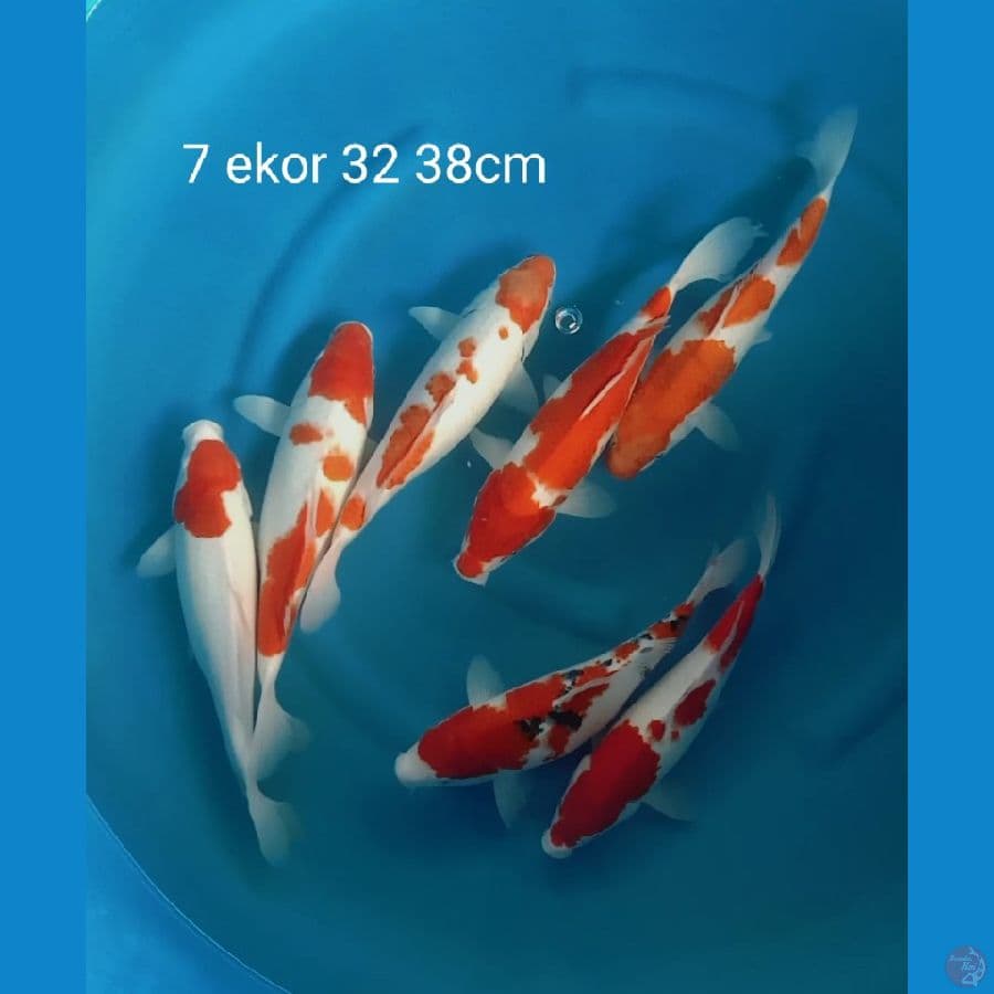 7 ekor kohaku sanke 32 38cm