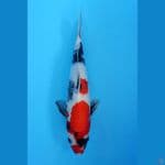 showa 34cm