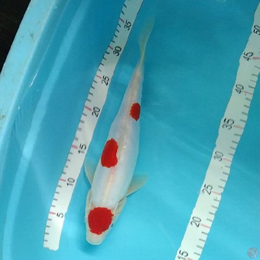 4.DOITSU 32CM